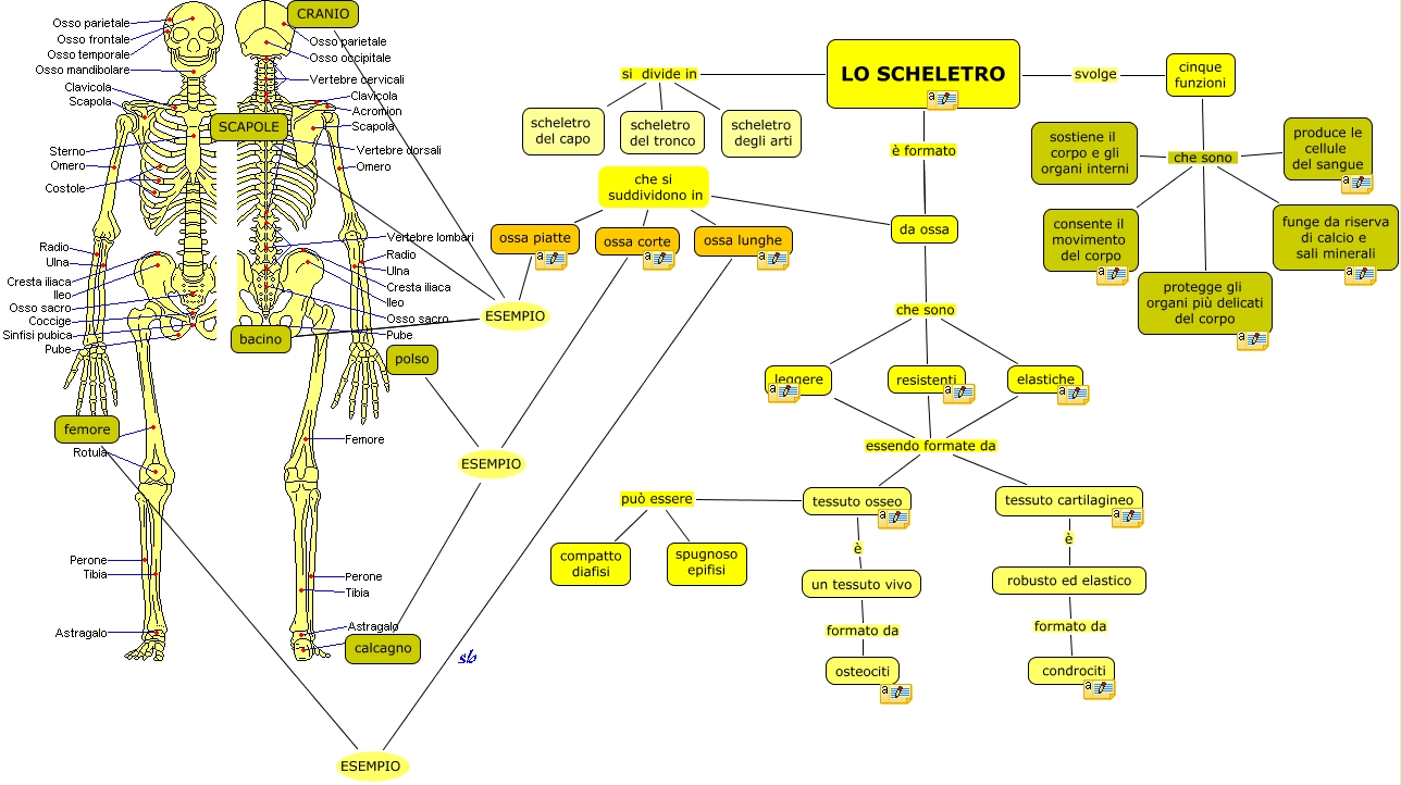 Lo Scheletro Produce Le Cellule Del Sangue